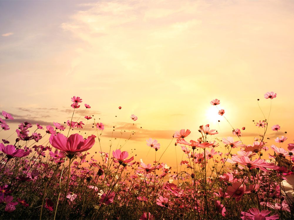 blumenwiese-sonne