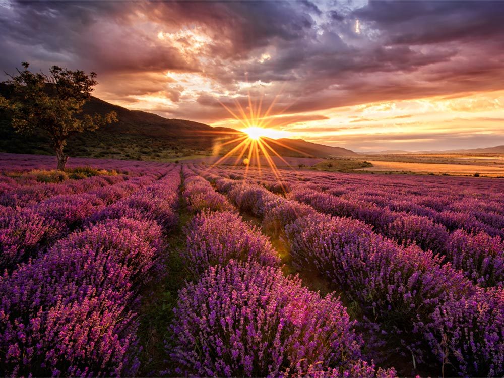 lavendel-berge